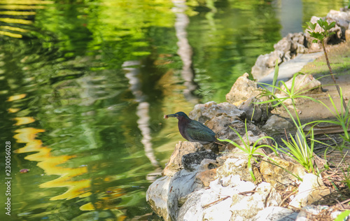 The Brewer's blackbird (Euphagus cyanocephalus) is a medium-sized New World blackbird. photo