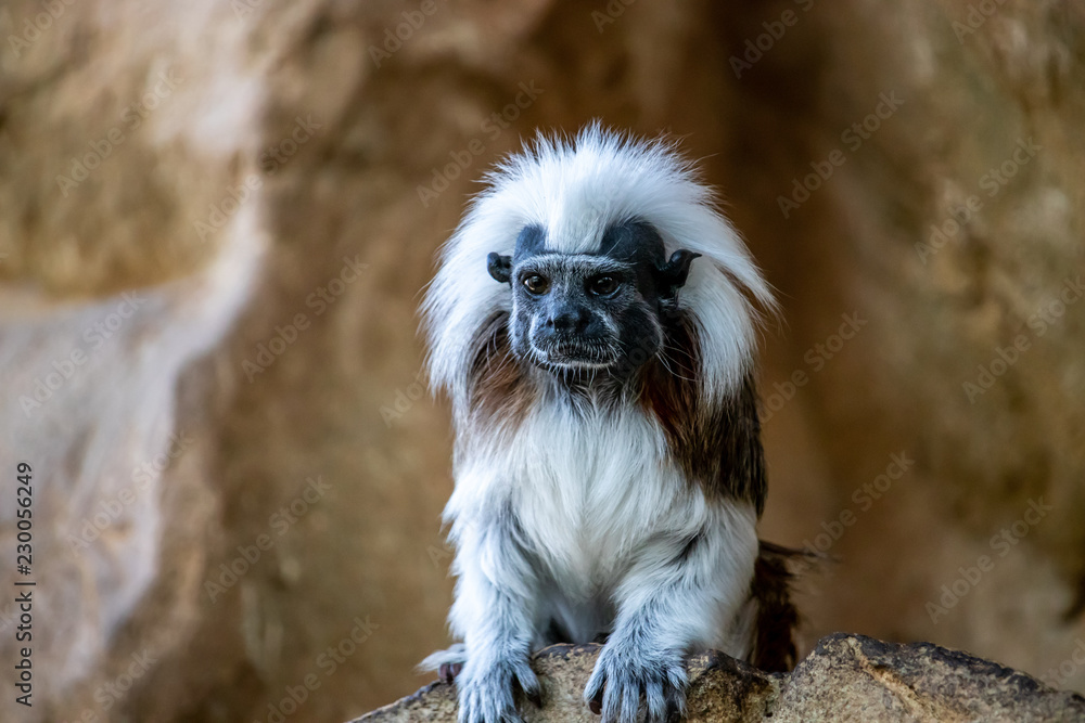 Monkey Monkey