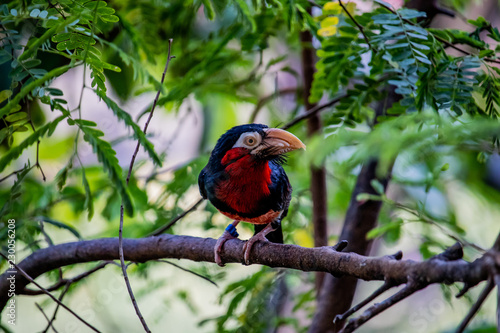 Colorfull Bird © Pascal