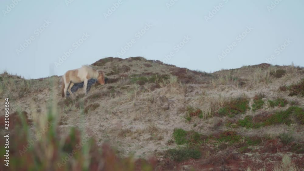 Pony grazes in the dunes in the evening light Pony grazes in the dunes in the evening light