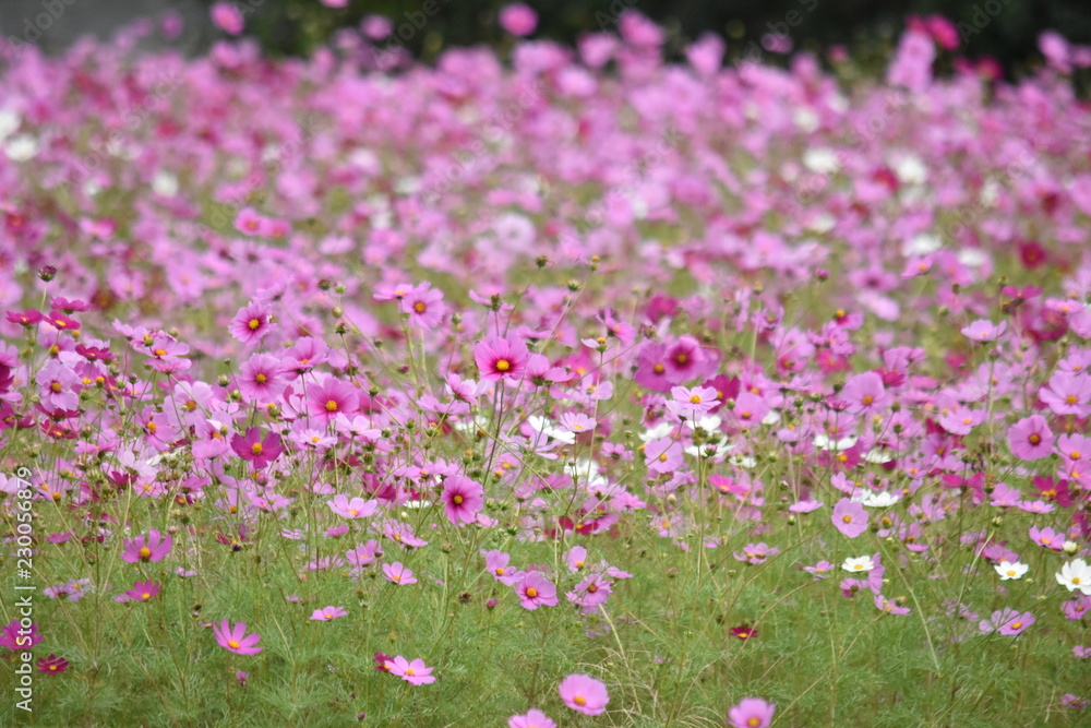 秋桜~Cosmos 秋桜~Cosmos