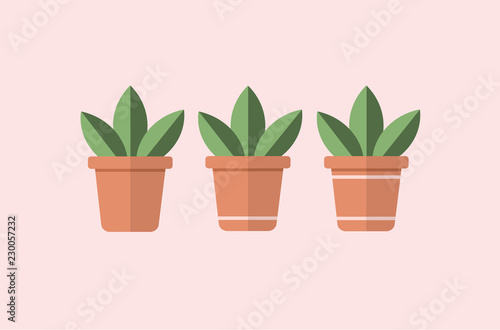 Vector of three square flower pots with succulent plants with simple striped design.