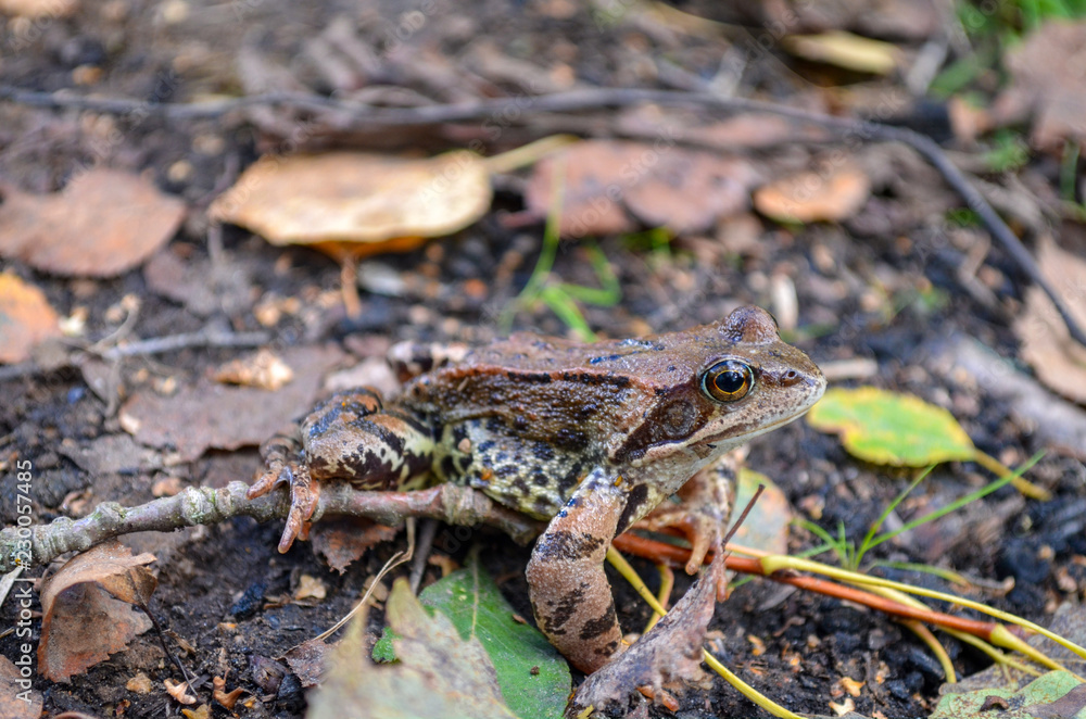 forest frog forest frog