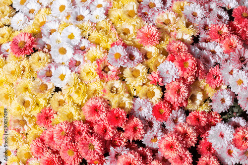 Yellow, white and red chrysanthemums in autumn sunny day. A huge bouquet of flowers.