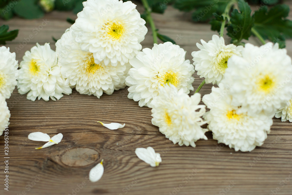 Obraz premium Chrysanthemums