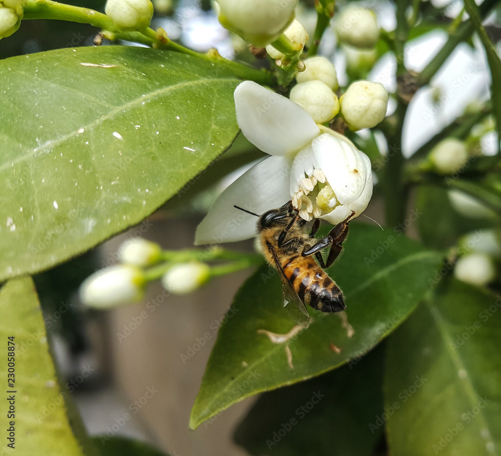 Fototapeta premium bee on a flower