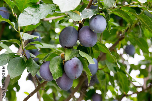 Ripe blue plums hanging on the tree in the garden