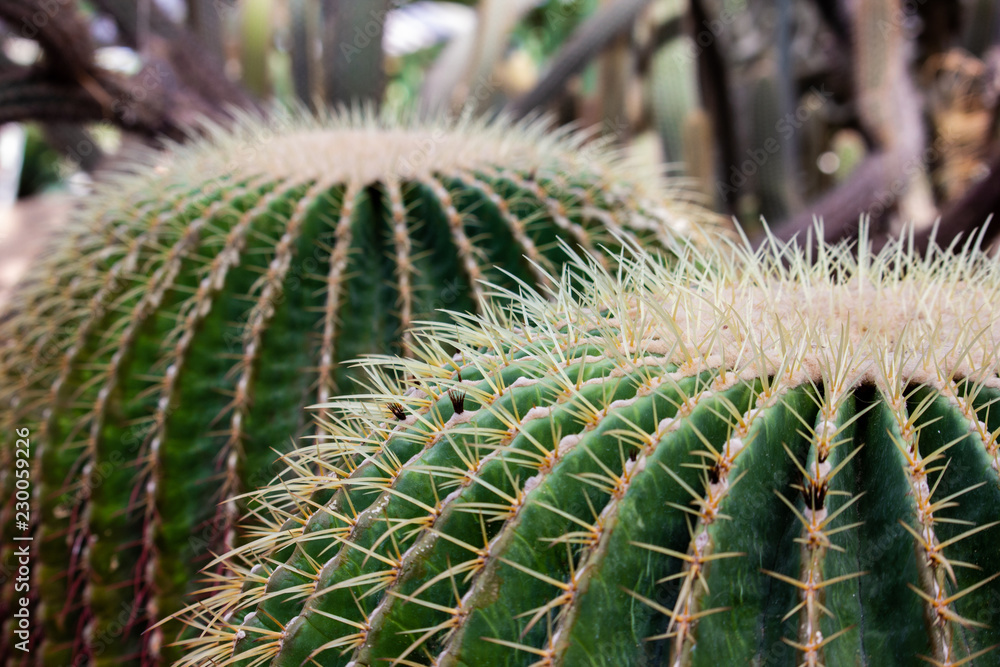 Astrophytum myriostigma, green cactus in the garden Astrophytum myriostigma, green cactus in the garden
