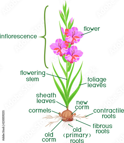 Parts of plant. Morphology of flowering gladiolus plant with green leaves, corm, roots and titles