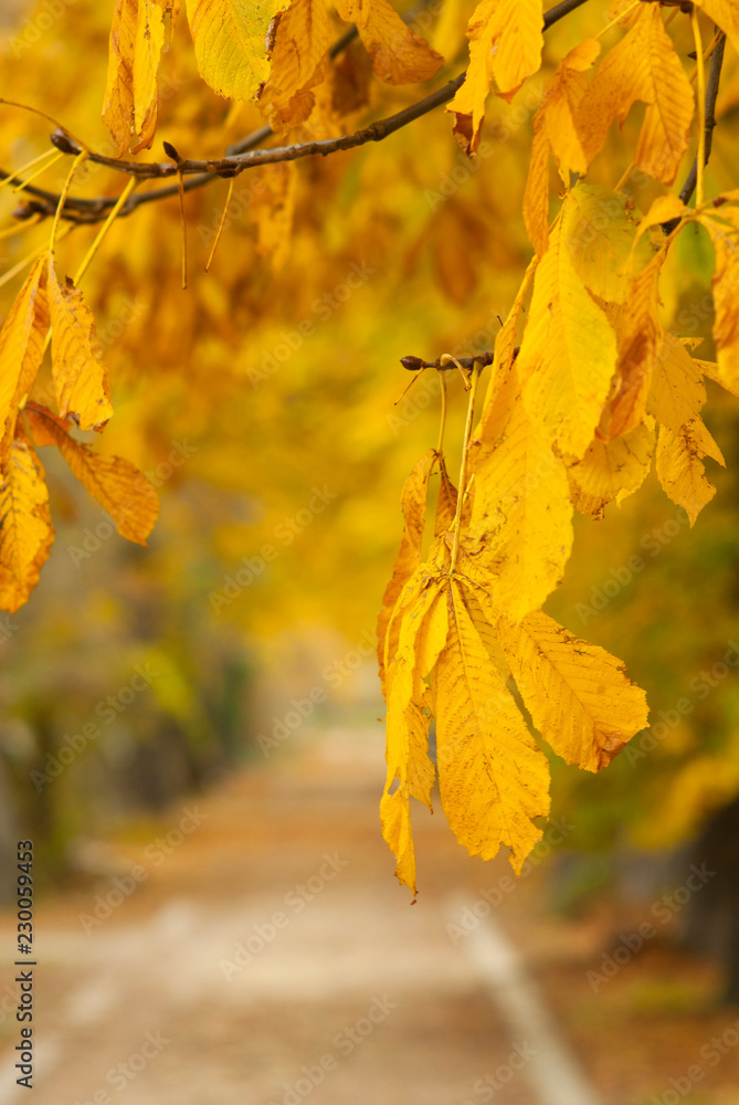 Obraz premium Alley at fall