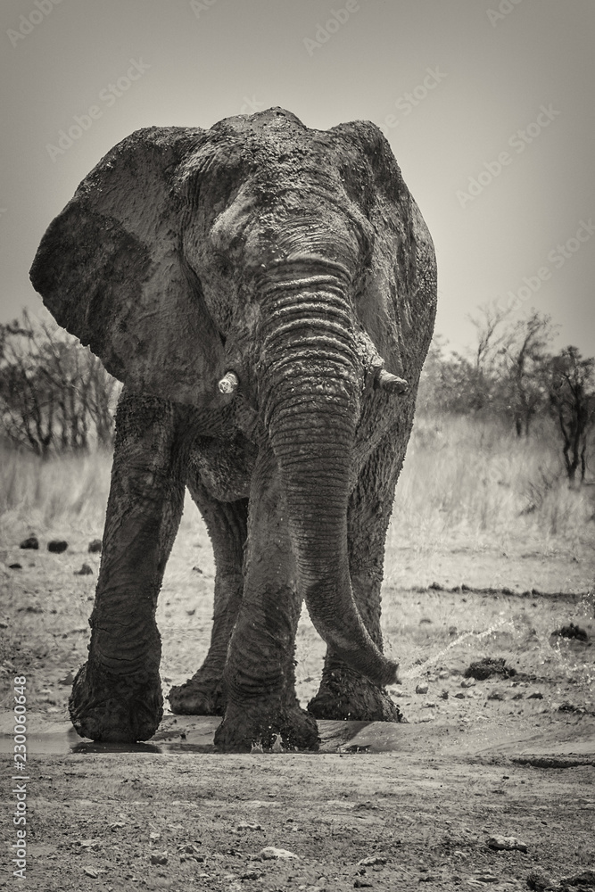 Namibia - Elefant am trinken