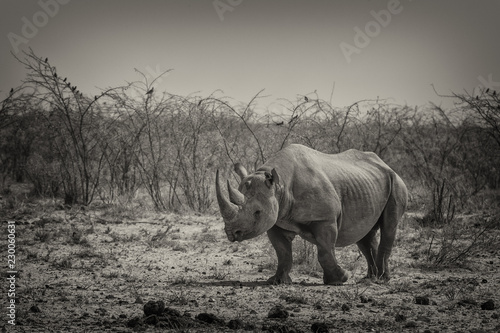 Namibia - Nashorn photo