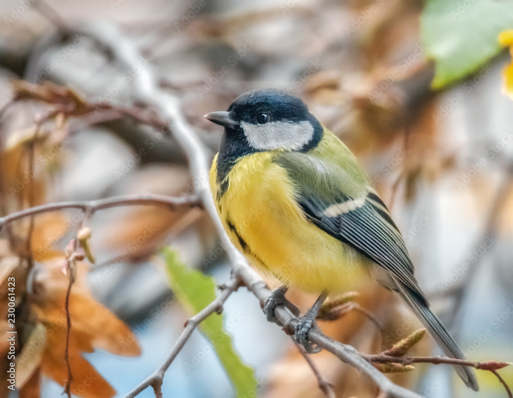 Fototapeta premium Meise im Baum