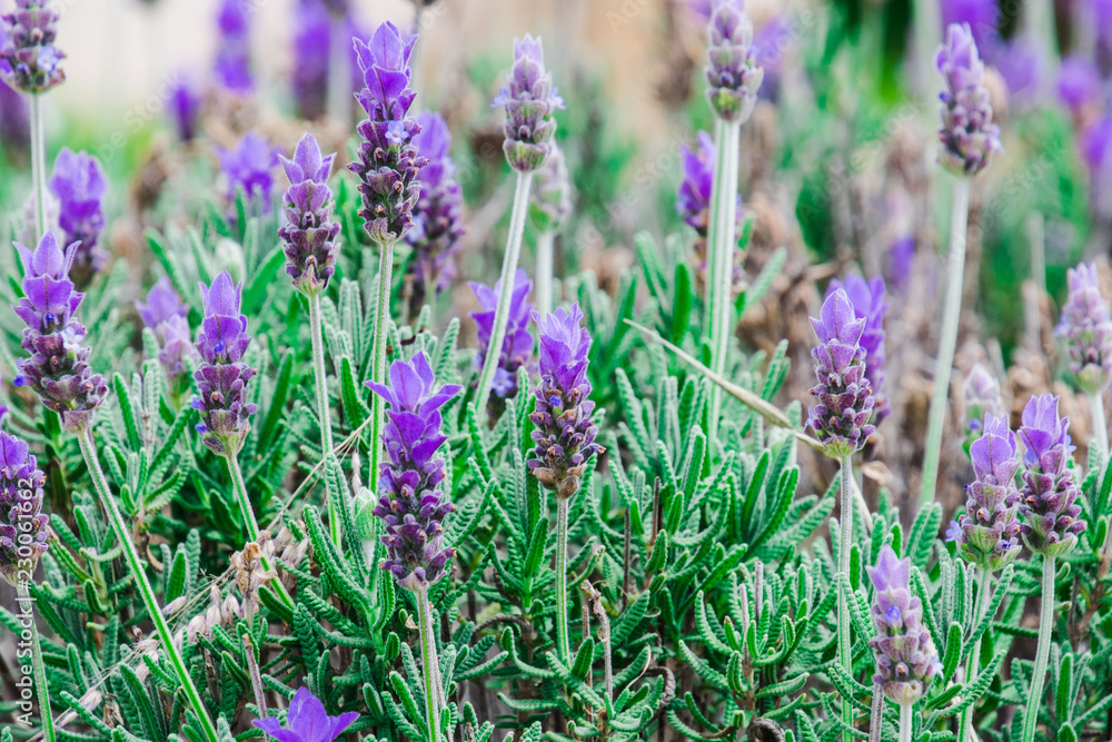 Obraz premium Purple lavender green bush during day