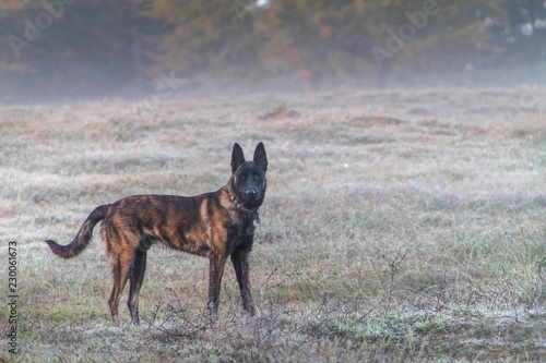 Canvas Print Dog portrait, Dutch Shepherd in a meadow wearing a collar