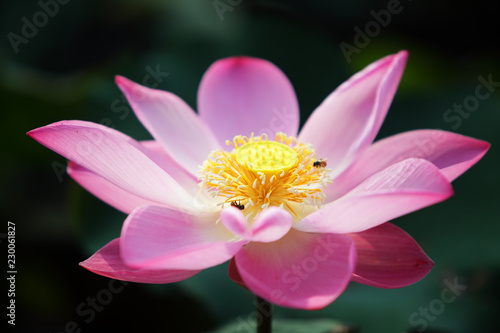 blooming beautiful lotus flower in garden