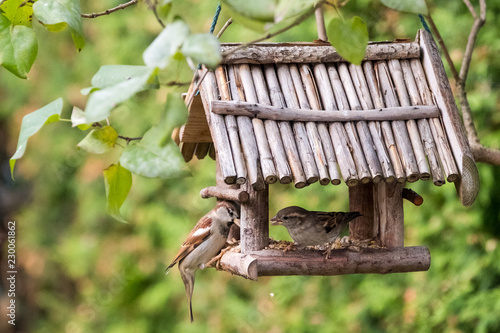 Heimische Vögel bei der Fütterung
