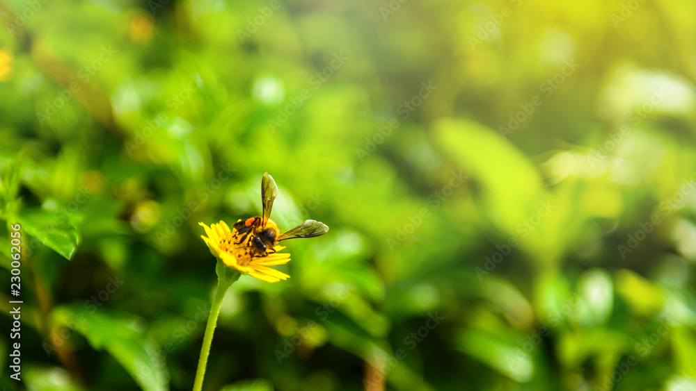 Bee on the yellow flower Bee on the yellow flower