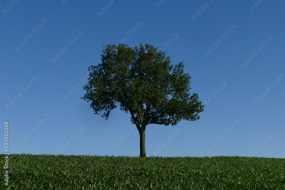 Fototapeta premium Tree on the Horizon