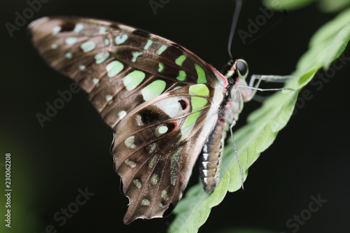 fotos de mariposas varias naturalesa 