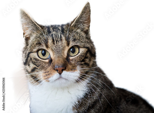 Portrait einer Katze isoliert vor weißem Hintergrund