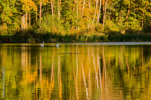 Swans swimming in the lake  next to forest. Beautiful reflection in the water.