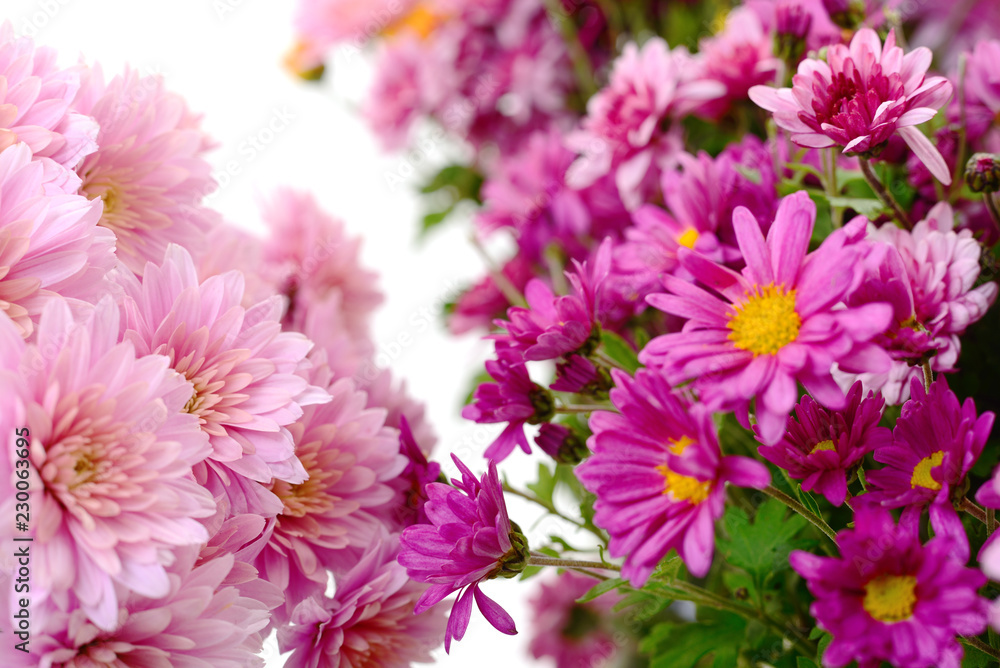 Flowers of chrysanthemum Flowers of chrysanthemum