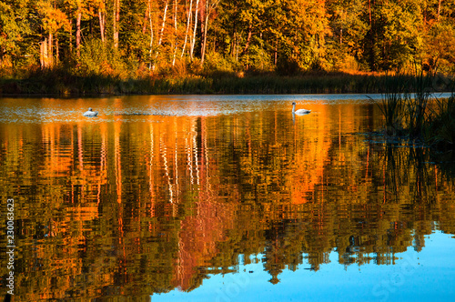 Swans swimming in the lake, next to forest. Beautiful reflecti