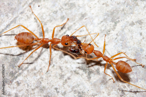 Red ant on cement floor attack ants smaller. © thongchainak
