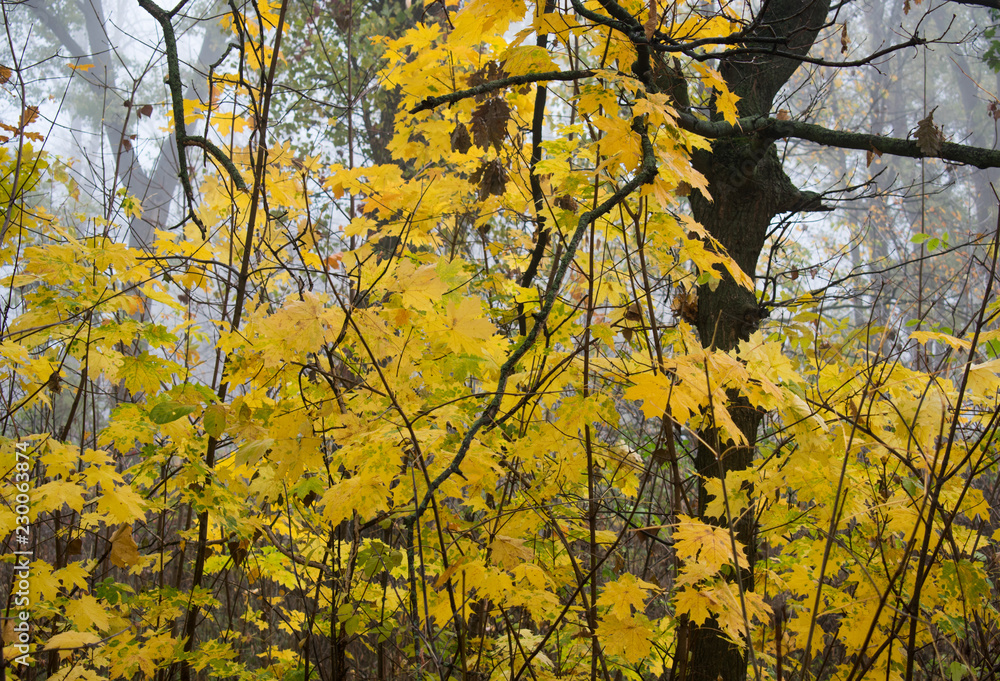 Beautiful autumn state of nature in the early foggy October morning Beautiful autumn state of nature in the early foggy October morning
