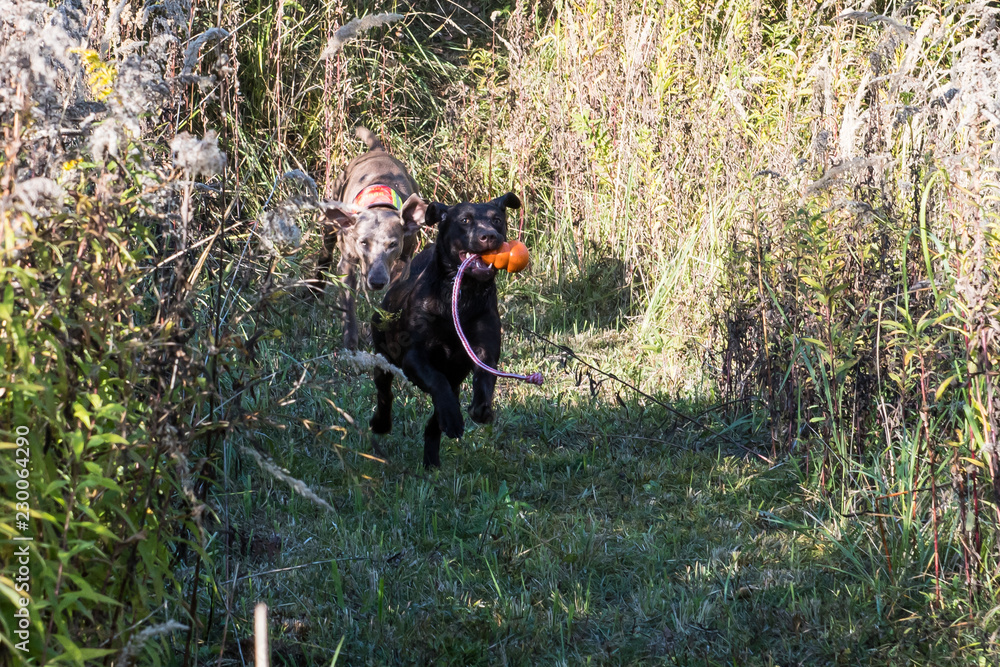 Brauner Labrador rennt mit Dummy Brauner Labrador rennt mit Dummy