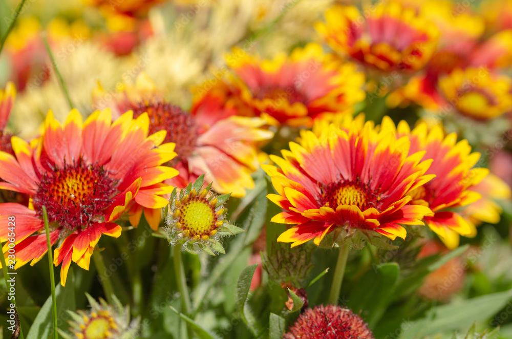 Close up of gazania flower or african daisy in a park Close up of gazania flower or african daisy in a park