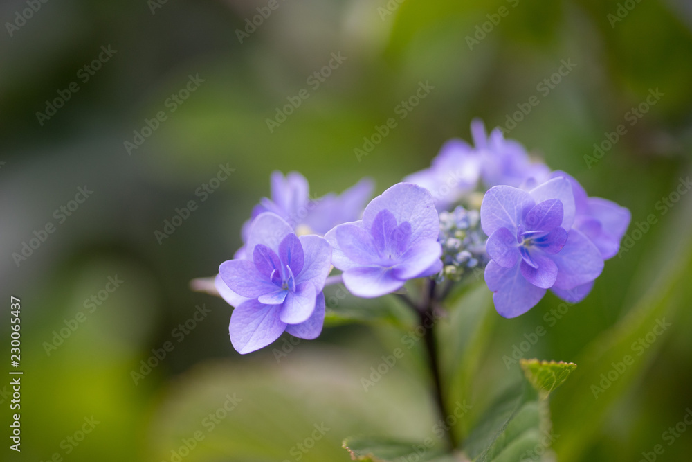 紫陽花