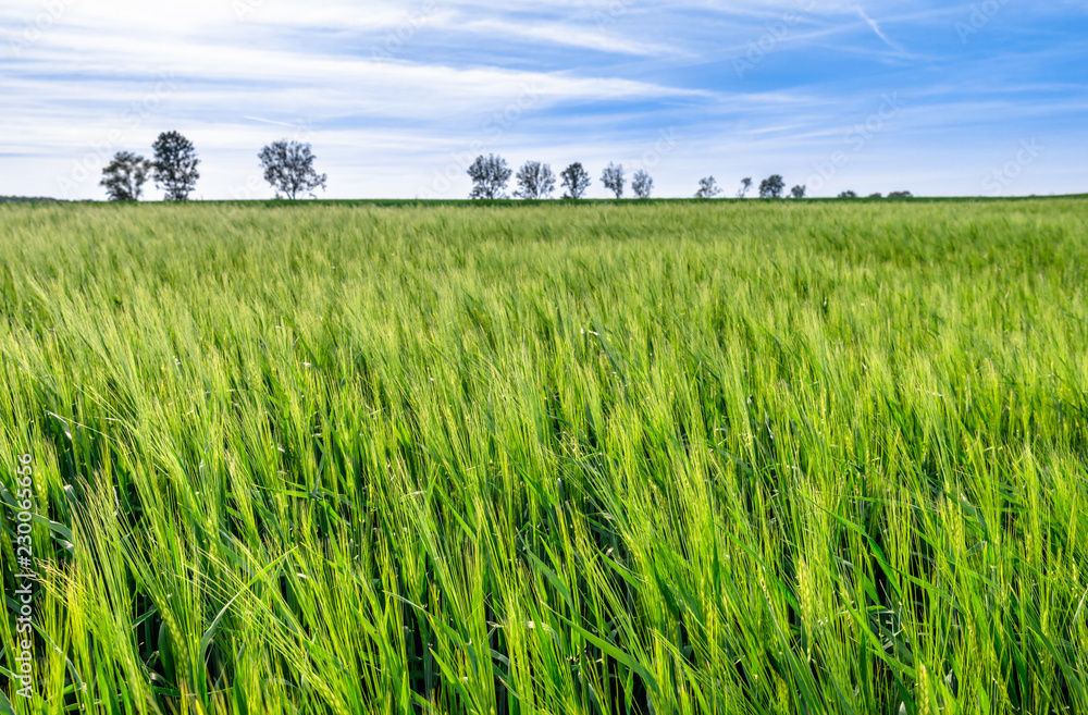 Growth of wheat on field. Green farm, spring landscape.