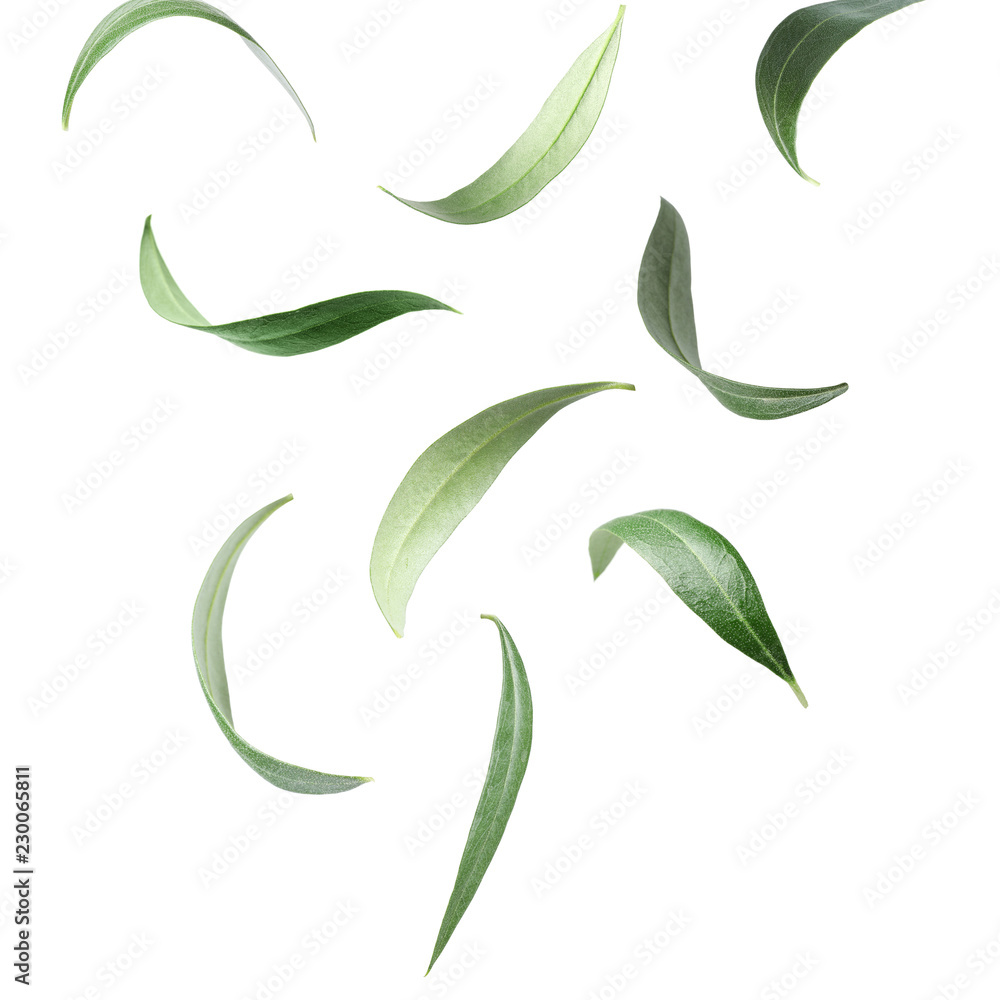 Set with green olive leaves falling on white background Set with green olive leaves falling on white background