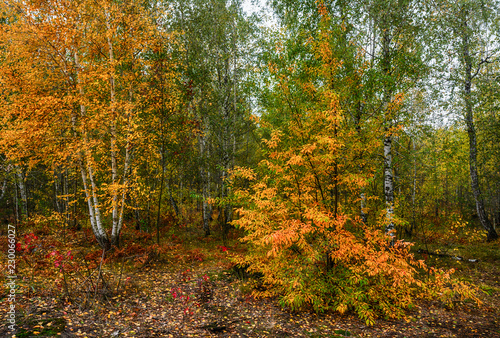 walk in the autumn. walk in the woods. autumn colors. autumn leaves. melancholy.