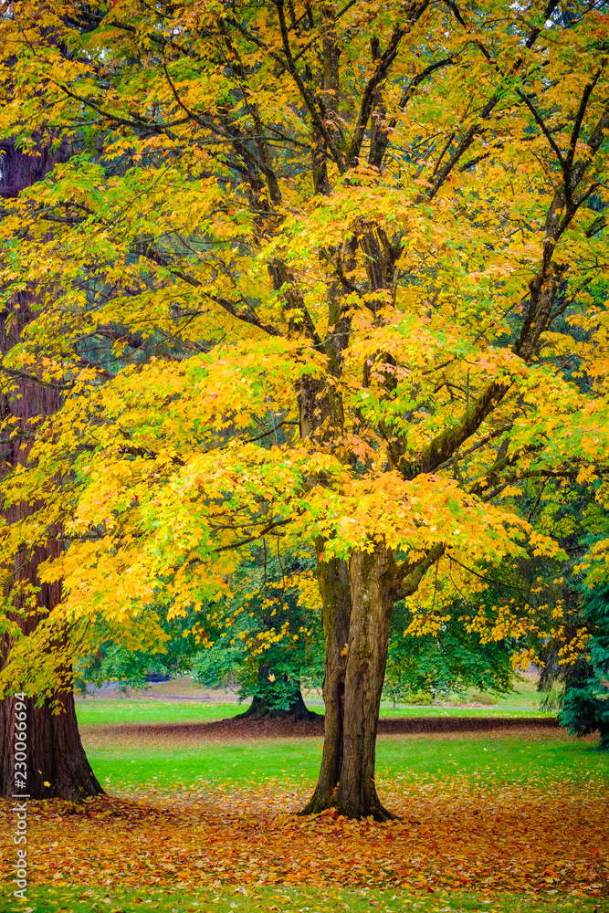 maple tree fall season