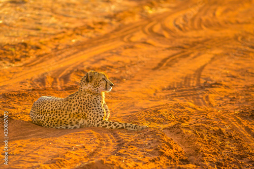 African cheetah species Acinonyx jubatus, family of felids, lying on red desert sand with sunset light. Madikwe in South Africa. Copy scape background.