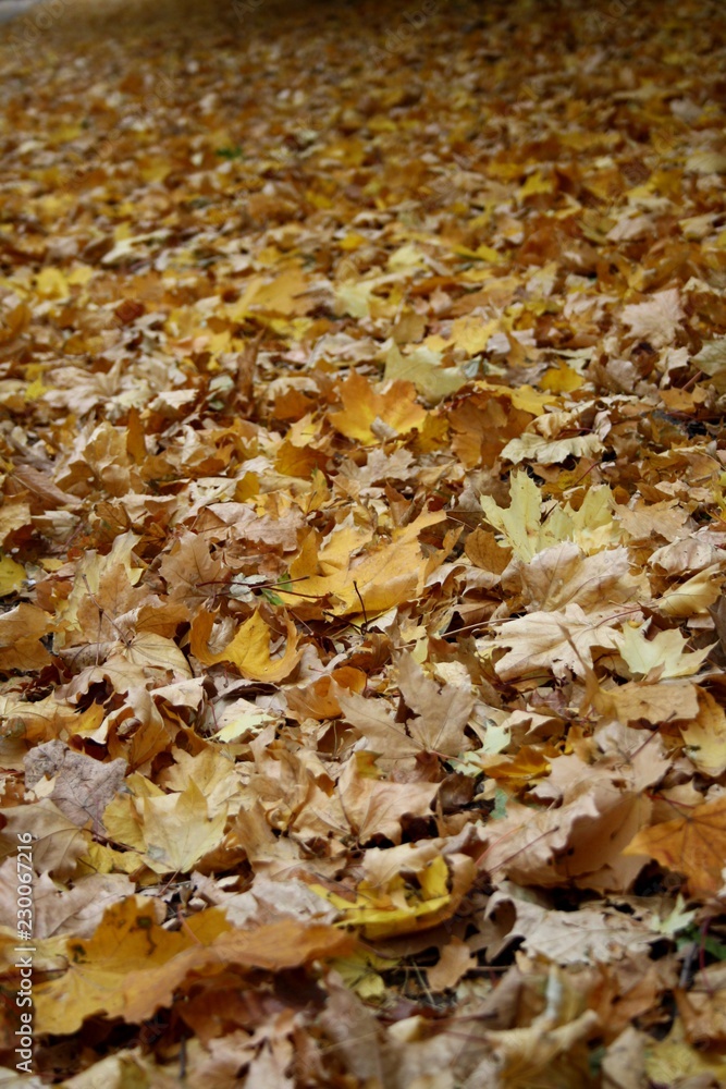 autumn leaves on ground autumn leaves on ground
