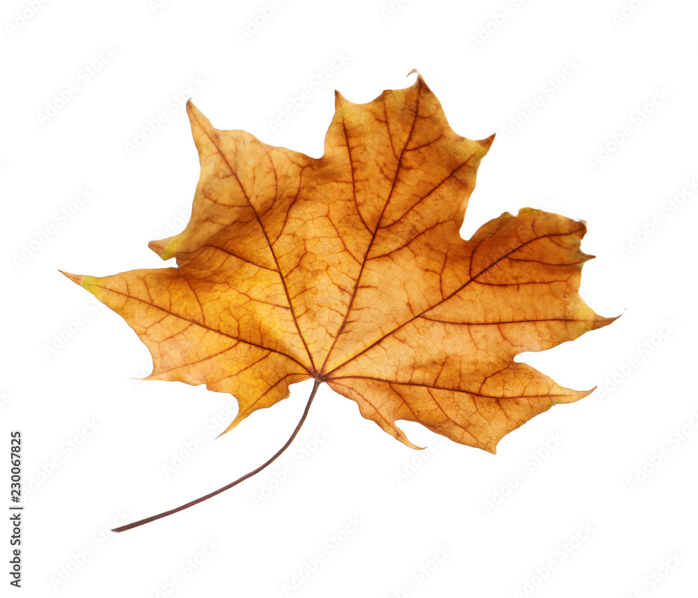 Beautiful autumn leaf on white background. Fall foliage Beautiful autumn leaf on white background. Fall foliage
