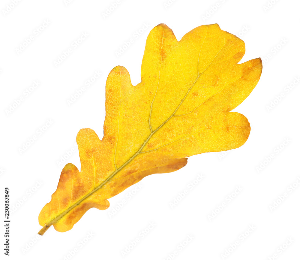 Fototapeta premium Beautiful autumn leaf on white background. Fall foliage