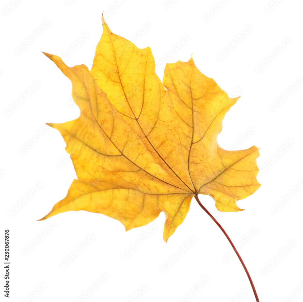 Beautiful autumn leaf on white background. Fall foliage Beautiful autumn leaf on white background. Fall foliage