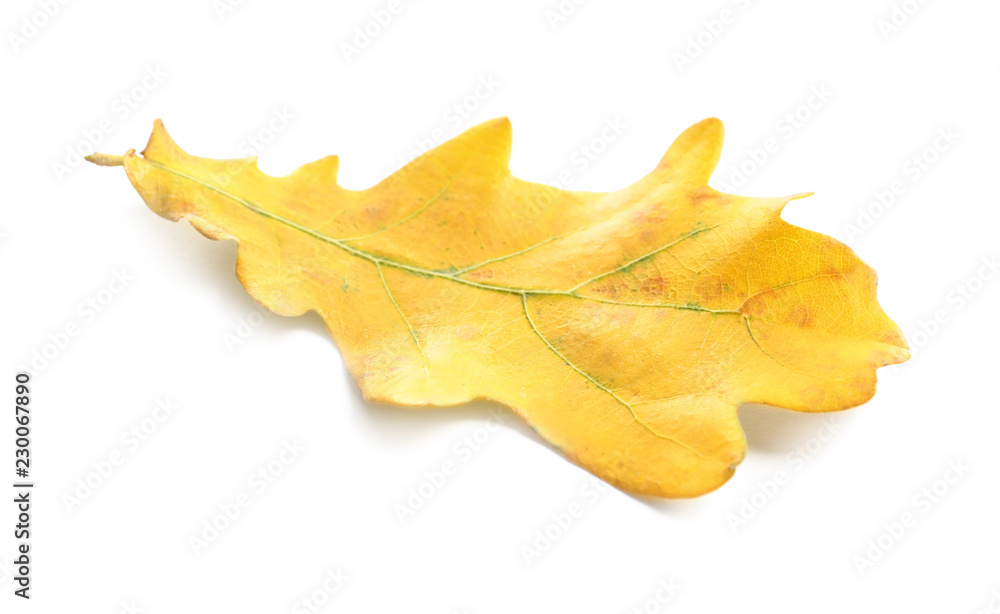 Fototapeta premium Beautiful autumn leaf on white background. Fall foliage