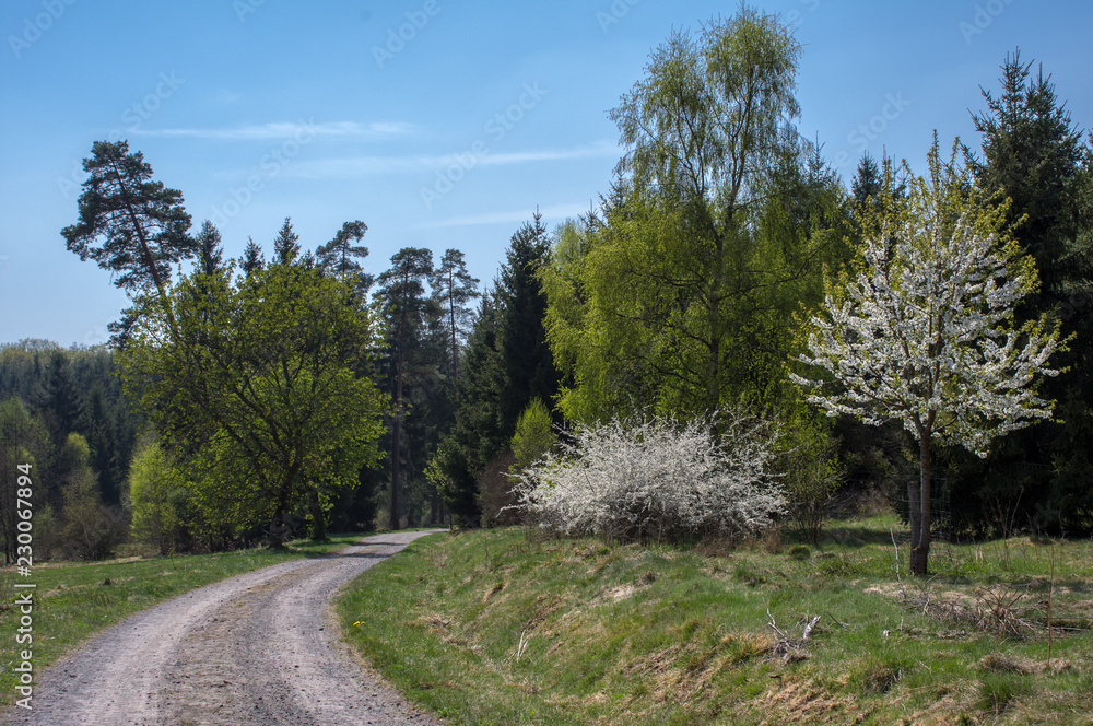 Weg im Wald im Frühling