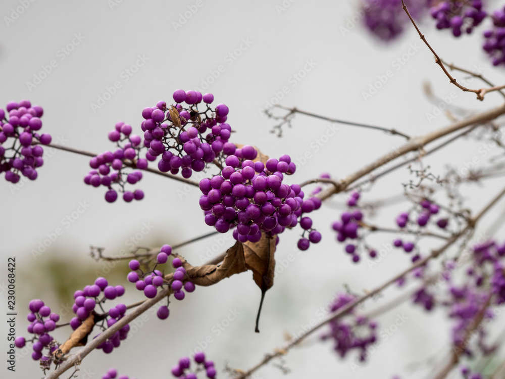 Callicarpe De Bodinier Artificiel Violet 70 Cm - Branche Artificielle Larina - Bouquet Décoratif Réaliste Pour Intérieur Toute L'Année