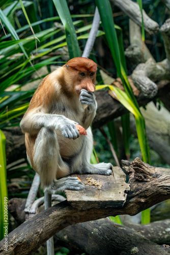 Canvas Print Proboscis monkey