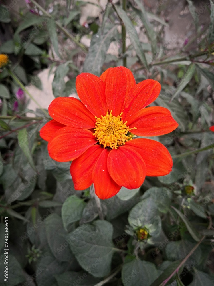 red flower red flower