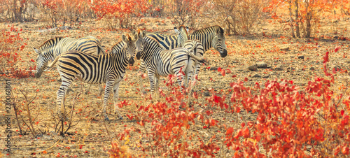 Panorama of group of Zebras in natural habitat landscape. Game drive safari in Kruger National Park, South Africa. The Zebra belongs to the horse family and stands out for the unique black stripes.