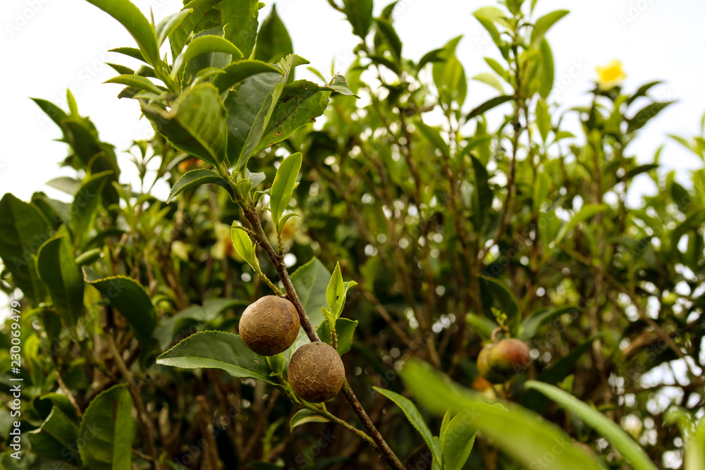 Obraz premium Indian tea garde_12