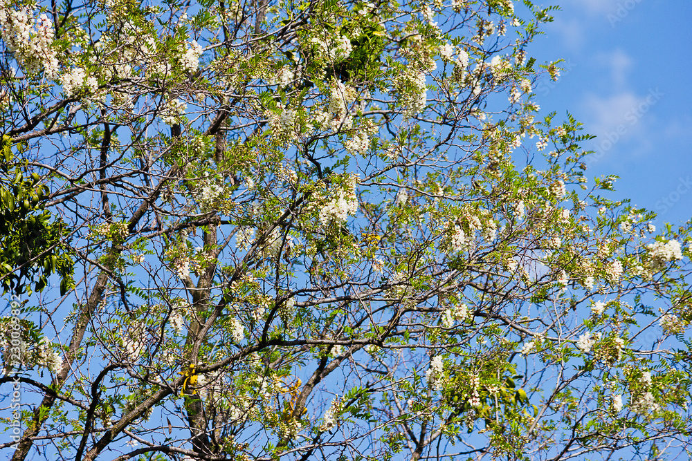 Branches of a blossoming white acacia on a sky background Branches of a blossoming white acacia on a sky background